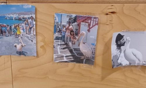 Δράση φιλαναγνωσίας: “Το καλοκαίρι του Πέτρου Πελεκάνου”, στην Παιδική – Εφηβική Βιβλιοθήκη του Δημοτικού Κήπου